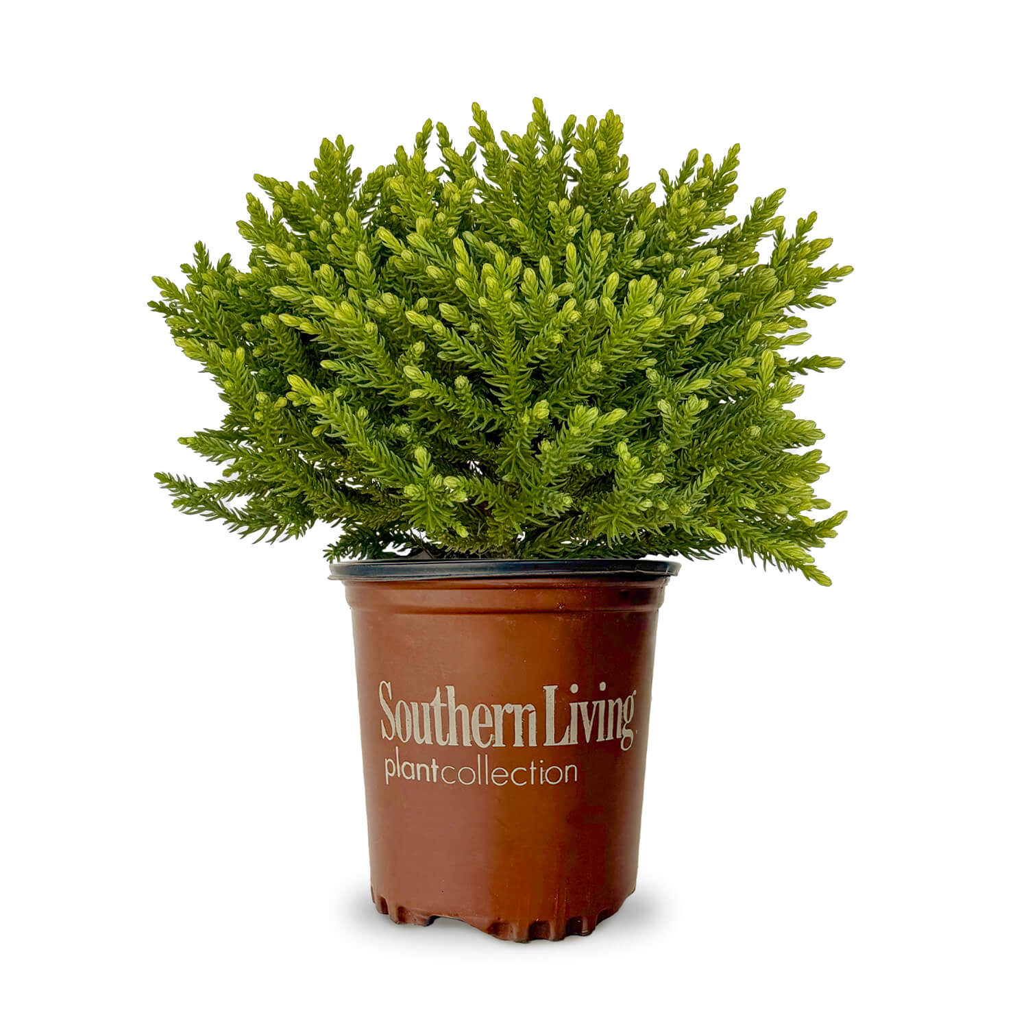 3qt-dragon-prince-cryptomeria-