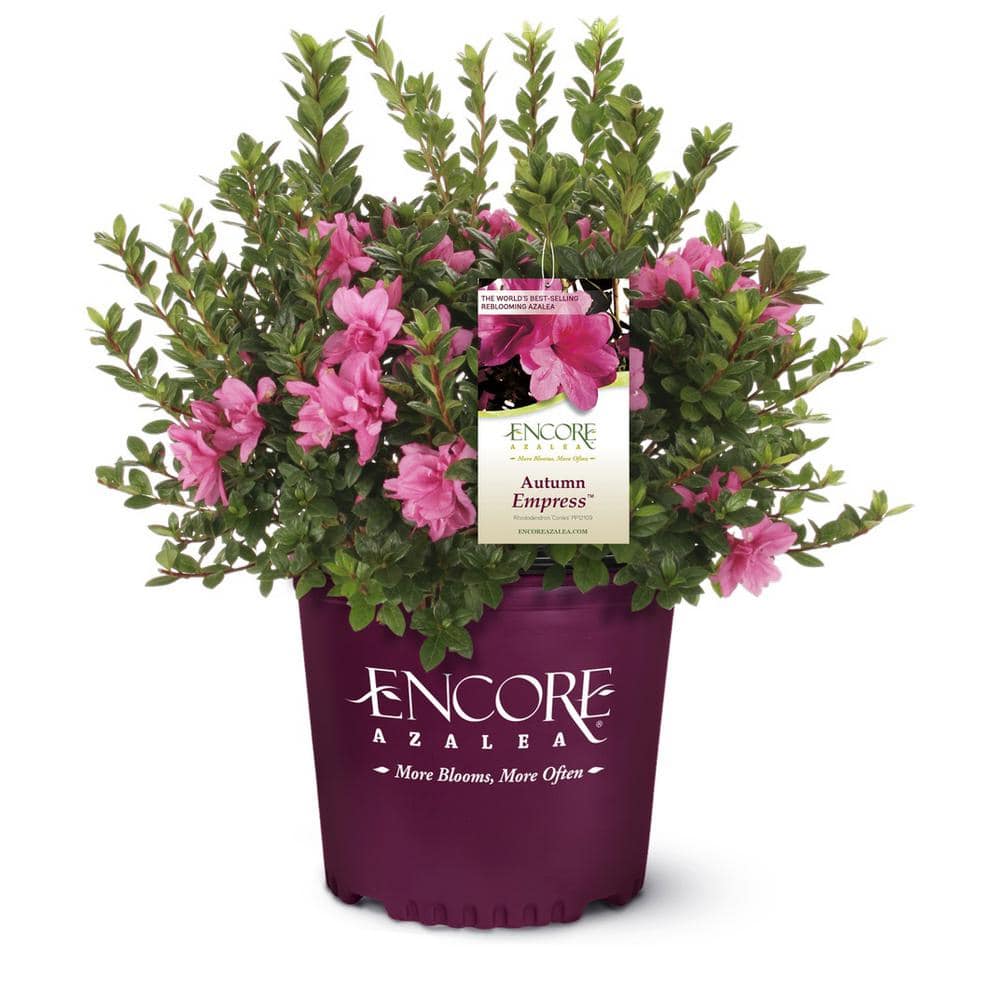 Pink Encore Azalea Autumn Empress for Sale with bright pink azalea flowers in an Encore Azalea container