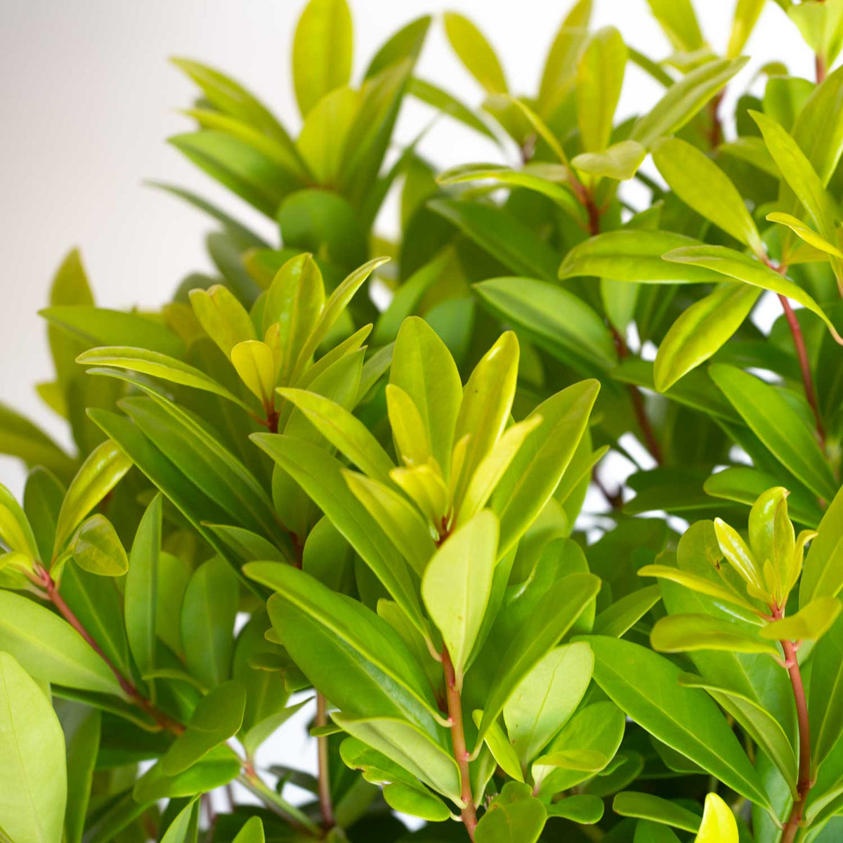Golden foliage of Florida Sunshine Illicium shrub