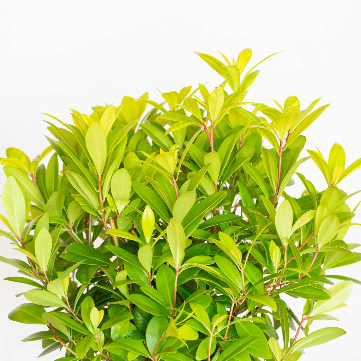 Illicium parviflorum with vibrant yellow-green foliage