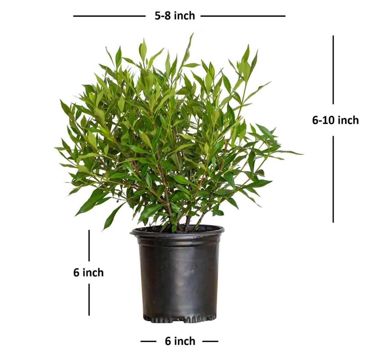 image showing the average sizes of the frost proof gardenia shrubs that can be purchased at plants by mail online