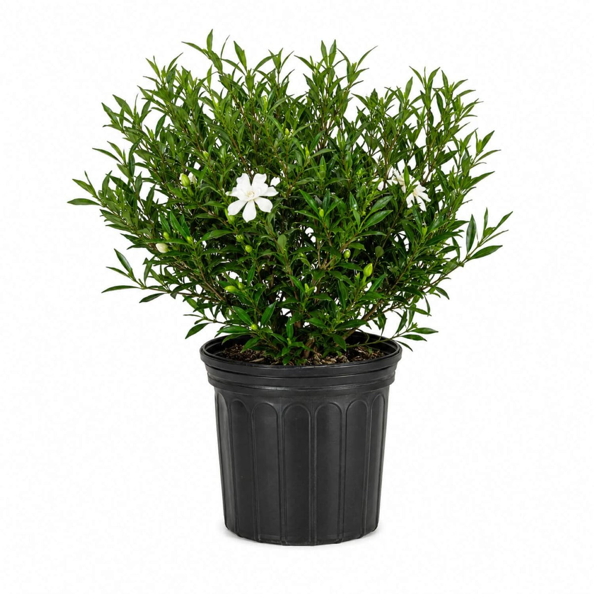 Frost Proof Gardenia shrub in a black nursery pot against a white background