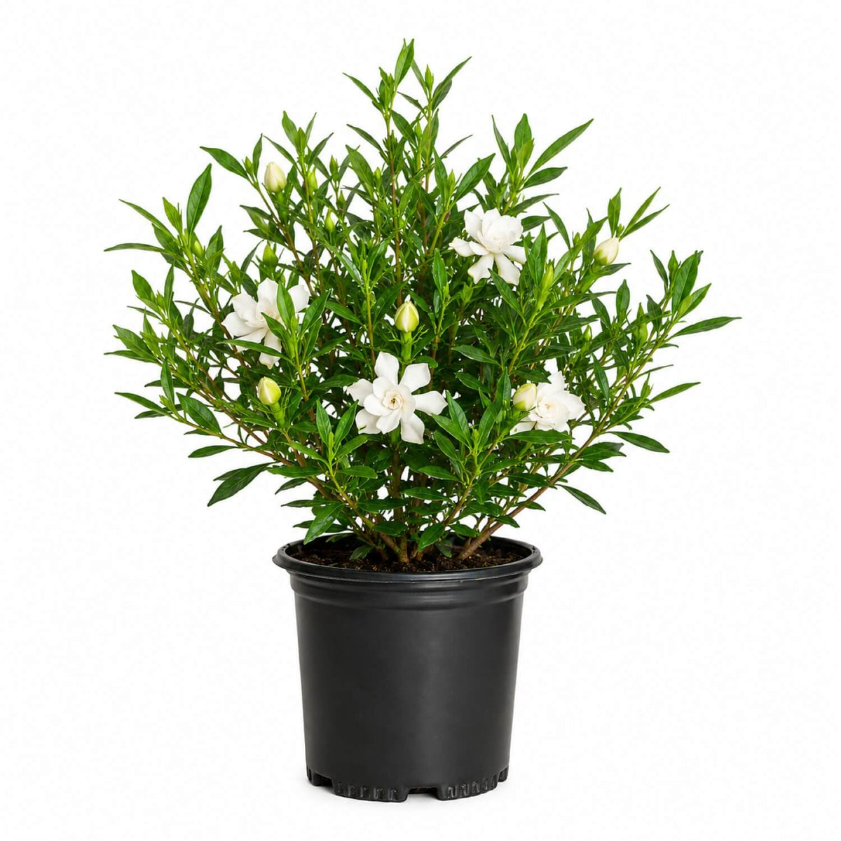 Potted Frost Proof Gardenia plant with white flowers and green leaves on a white background