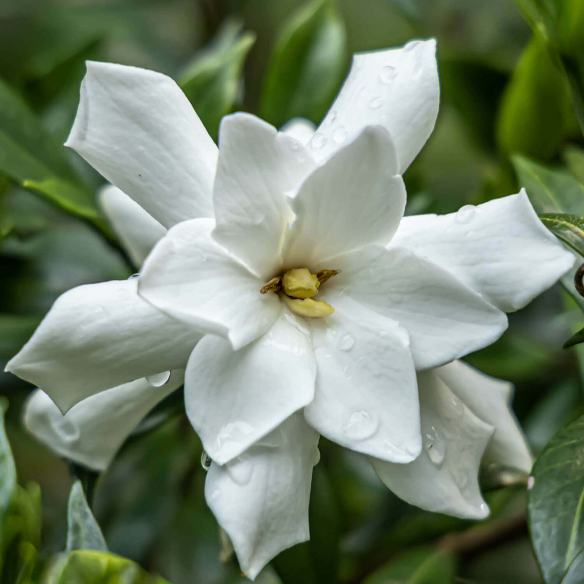 Double form gardenia blooms of the Frost Proof Gardenia bush