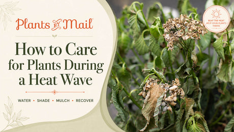 Promotional graphic for Plants By Mail titled 'How to Care for Plants During a Heat Wave,' with text on the left and a close-up photo of wilted green plants on the right.