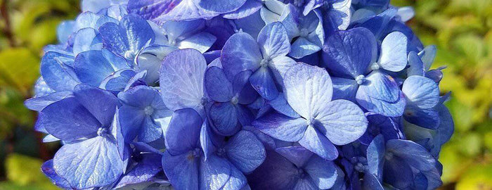 Blue flower hydrangea