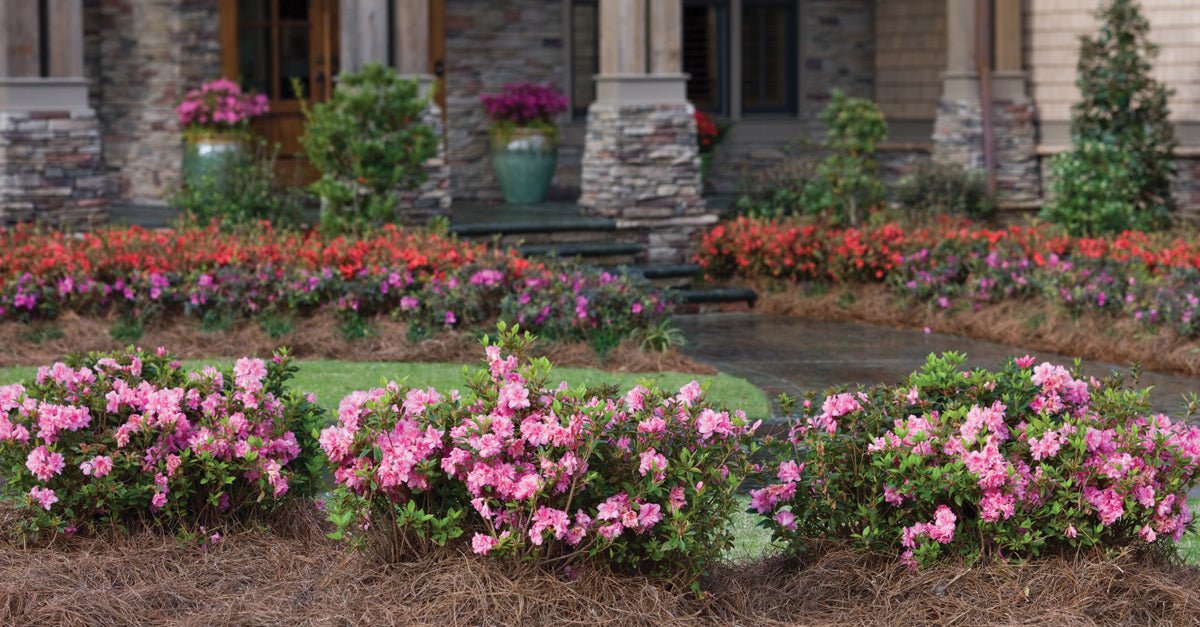 ENCORE® AZALEA 101: A CRASH COURSE ON FLOWER FAMILIES – Plants by Mail