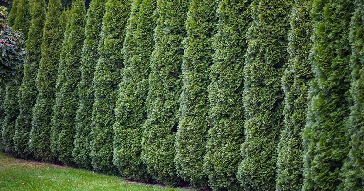 19 Privacy Plants – Trees and Shrubs for Privacy Plantings