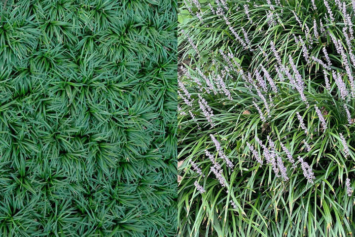 Monkey grass vs mondo grass, what's the difference?