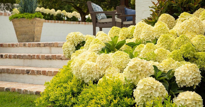 white Hydrangea paniculata blooms