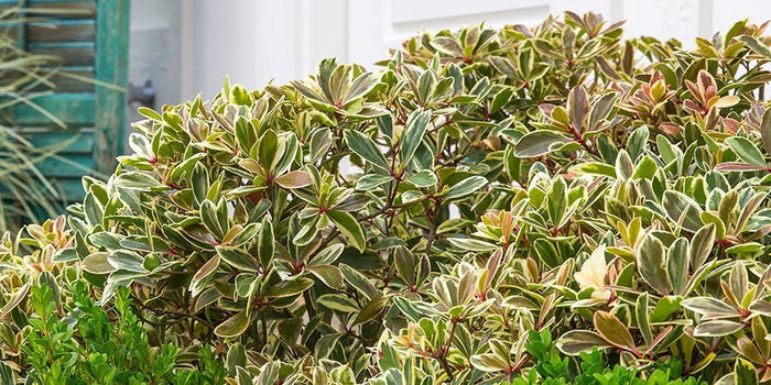 Cleyera foliage on a shrub