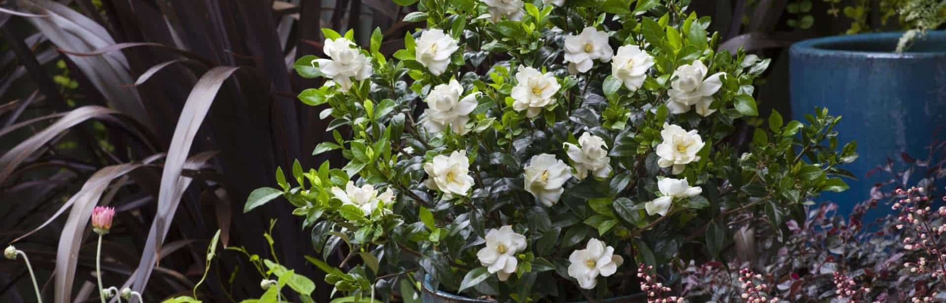 Gardenia Games | Gardenia Varieties Compared  Plants by Mail