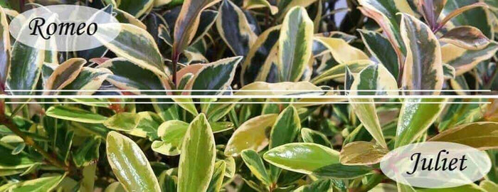 romeo and juliet variegated cleyera shrub