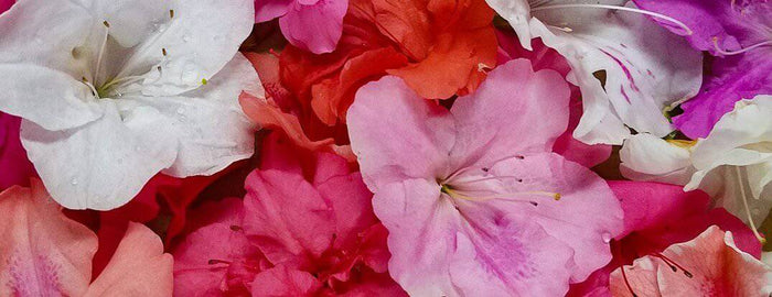 Encore Azalea Flowers