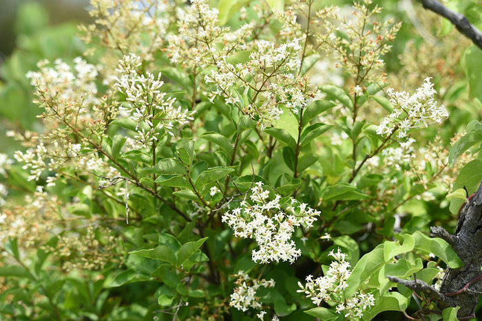 japanese Ligustrum hedge with privet flowers