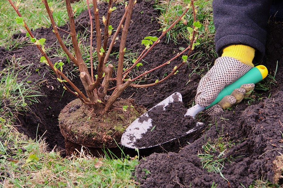 How to Plant a Shrub | Step-by-Step Planting Guide  Plants by Mail
