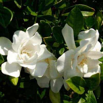 White flowers on gardenia plants in the landscape
