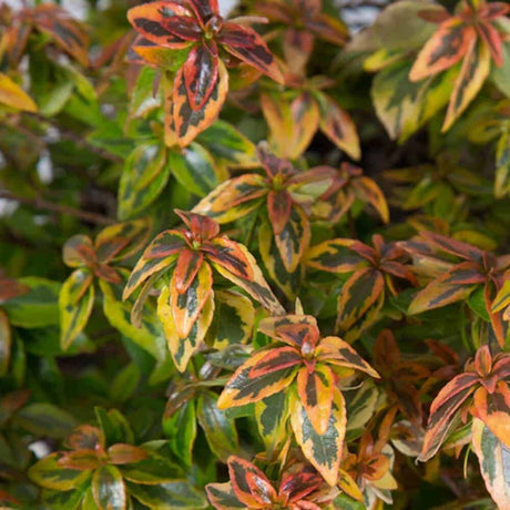 Variegated abelia plant with orange and green foliage