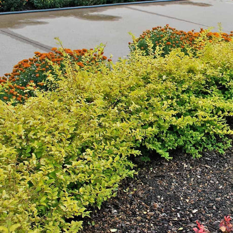 Sunshine ligustrum plants in a hedge row