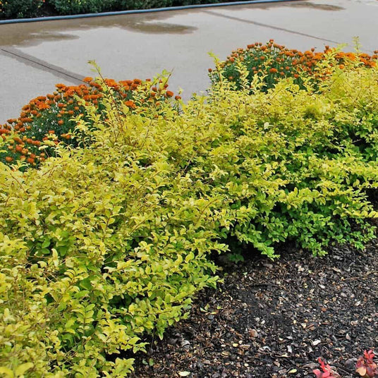 Sunshine ligustrum plants in a hedge row