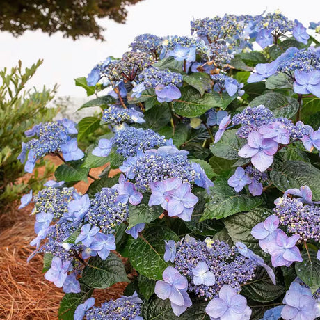 Hydrangea bush for sale with blue flowers that are lace cap