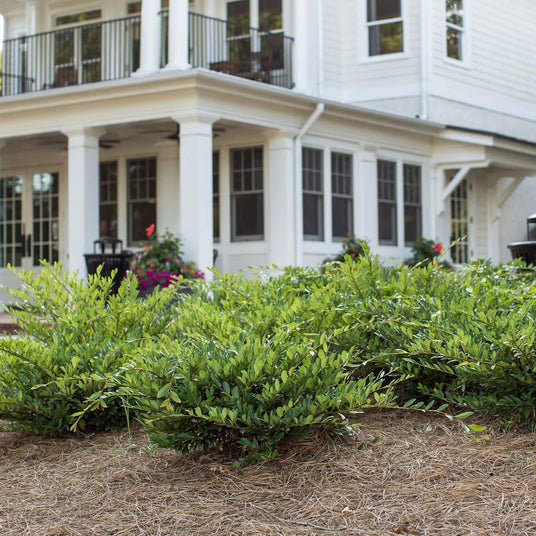 Distylium for sale planted in the landscape in front of a white house