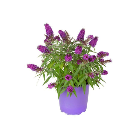 Butterfly Candy Butterfly Bush