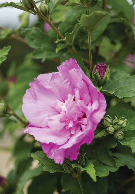 Tahiti Hibiscus 4
