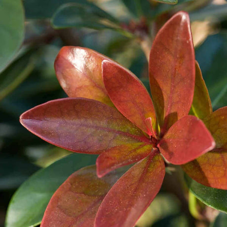 Cleyera Japonica leaf with bronze and green leaves