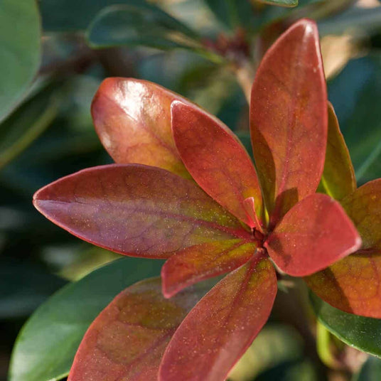 Cleyera Japonica leaf with bronze and green leaves