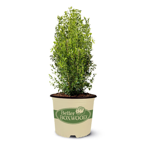 Better Boxwood Shrubs