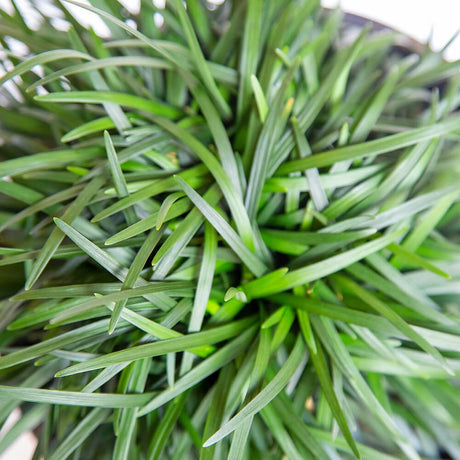 Dwarf Mondo Grass