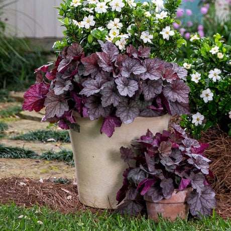 Twilight Heucherella for sale with purple to grey leaves planted in a container
