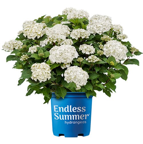 Endless Summer Hydrangea