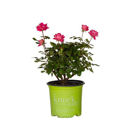 Knock Out Roses