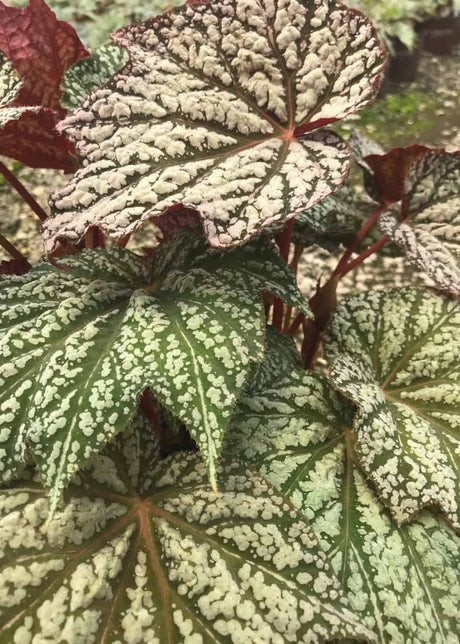 Lunar Begonia