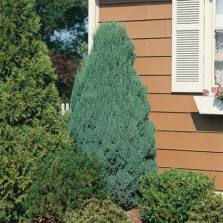 Junier tree for sale planted in the landscape next to a house