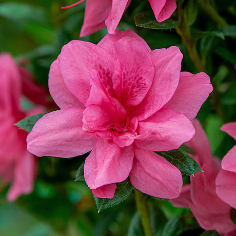 Encore Azalea Autumn Princess flower