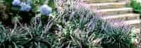 c-273-liriope_cleopatra_landscape_3_large__70911