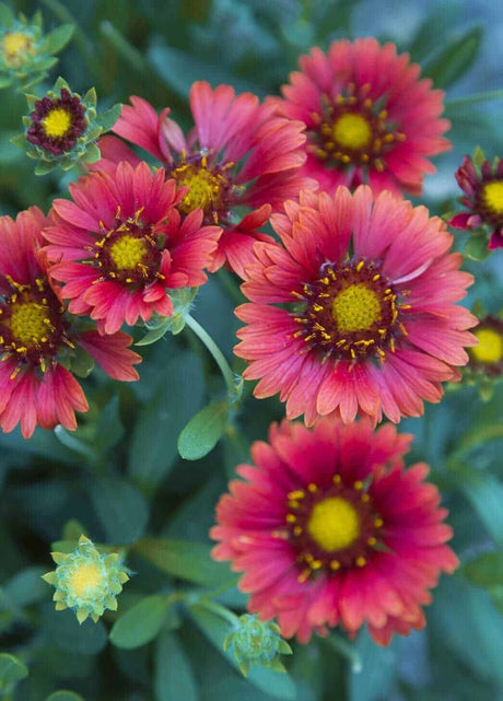 celebration gaillardia
