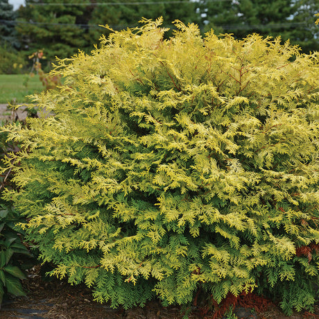 golden night light Chamaecyparis for sale planted in the landscape