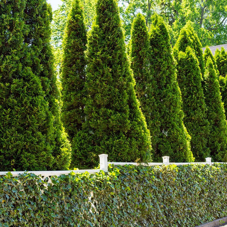 Arborvitae Trees