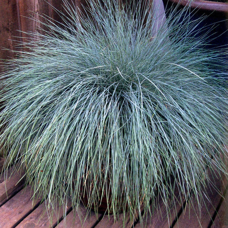 Festuca Container