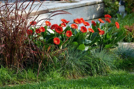 florist-_Sweet_love-1_900x600px (1)