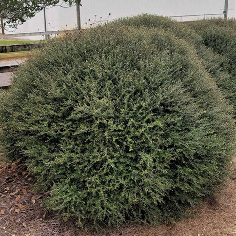 Yaupon Holly bush for sale