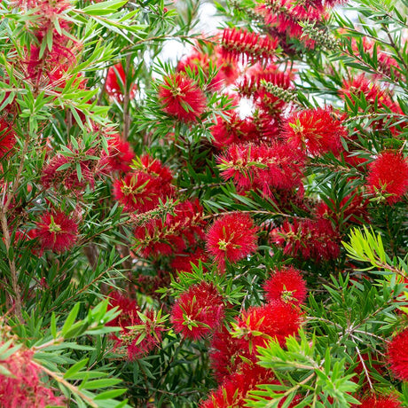Light Show Bottlebrush blooms on green bottlebrush trees
