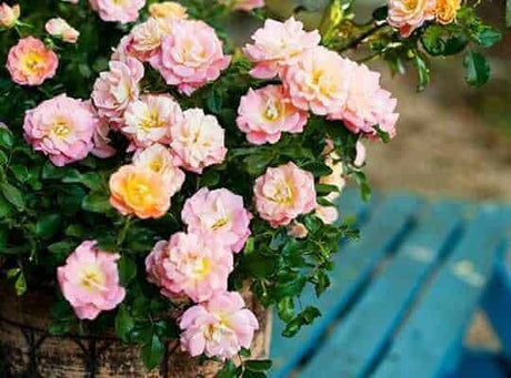 Peach Drift® Rose