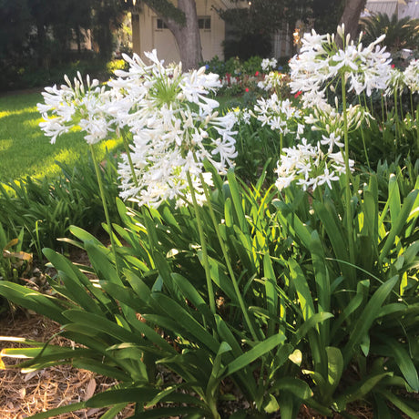 Agapanthus plant for sale with white flowers