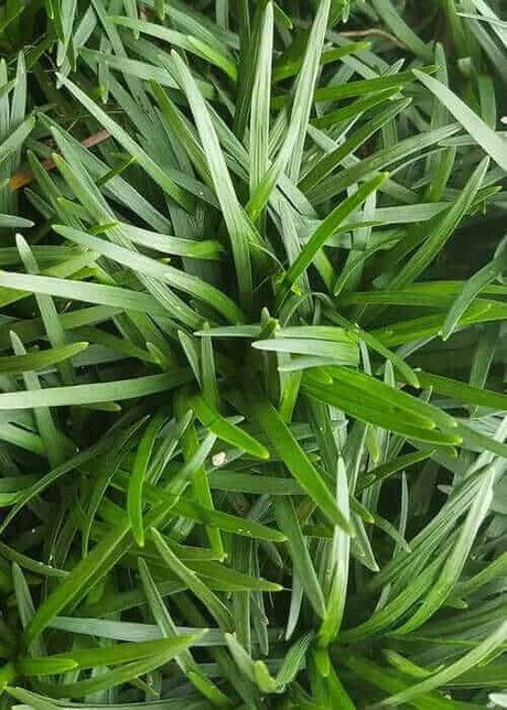 Dwarf Mondo Grass