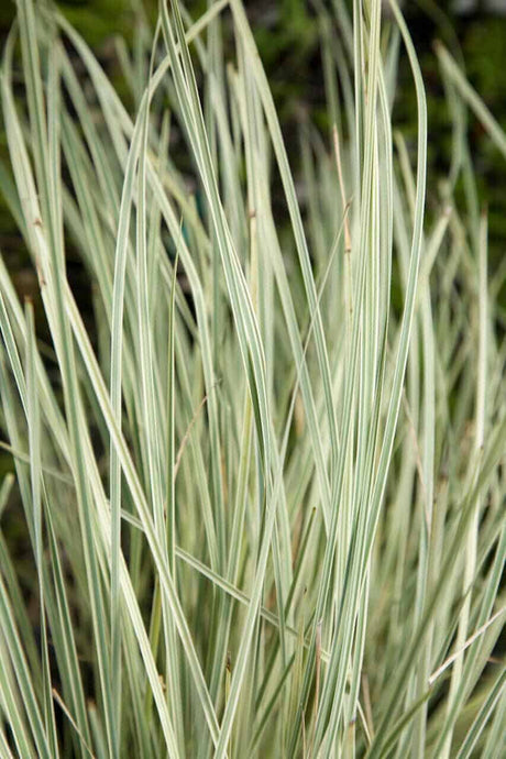 Platinum Beauty Lomandra variegated foliage